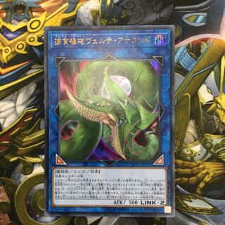 捕食植物ヴェルテ・アナコンダ ウルトラレア【06563-37】