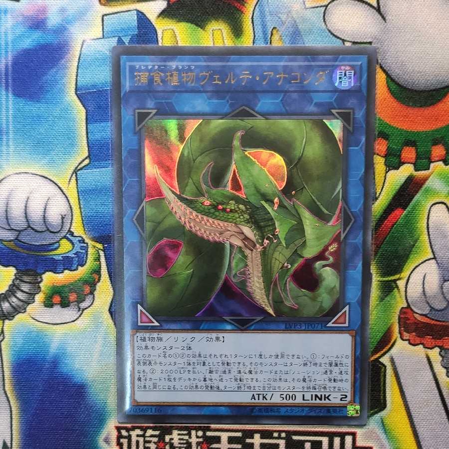 捕食植物ヴェルテ・アナコンダ ウルトラレア