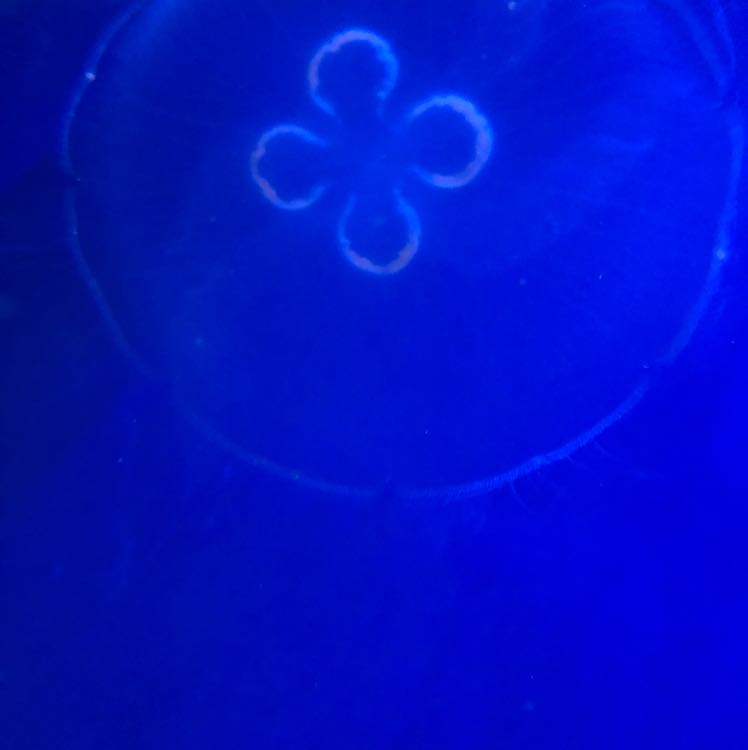 private (e.g. network)