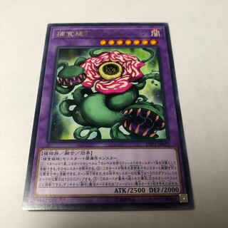 捕食植物キメラフレシア レア