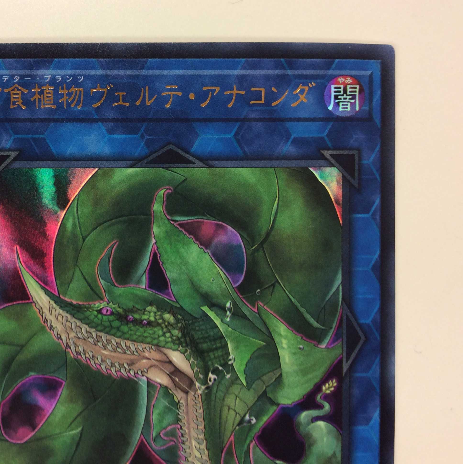 (美品)捕食植物ヴェルテ・アナコンダ ウルトラレア