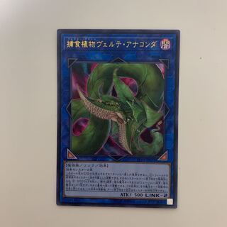 捕食植物ヴェルテ・アナコンダ ウルトラレア
