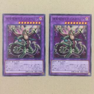 捕食植物ドラゴスタペリア