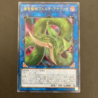 捕食植物ヴェルテ・アナコンダ ウルトラレア