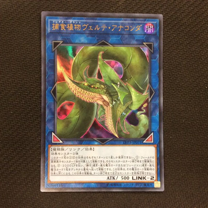 (微キズ)捕食植物ヴェルテ・アナコンダ ウルトラレア