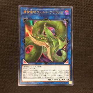 （微キズ）捕食植物ヴェルテ・アナコンダ　ウルトラレア