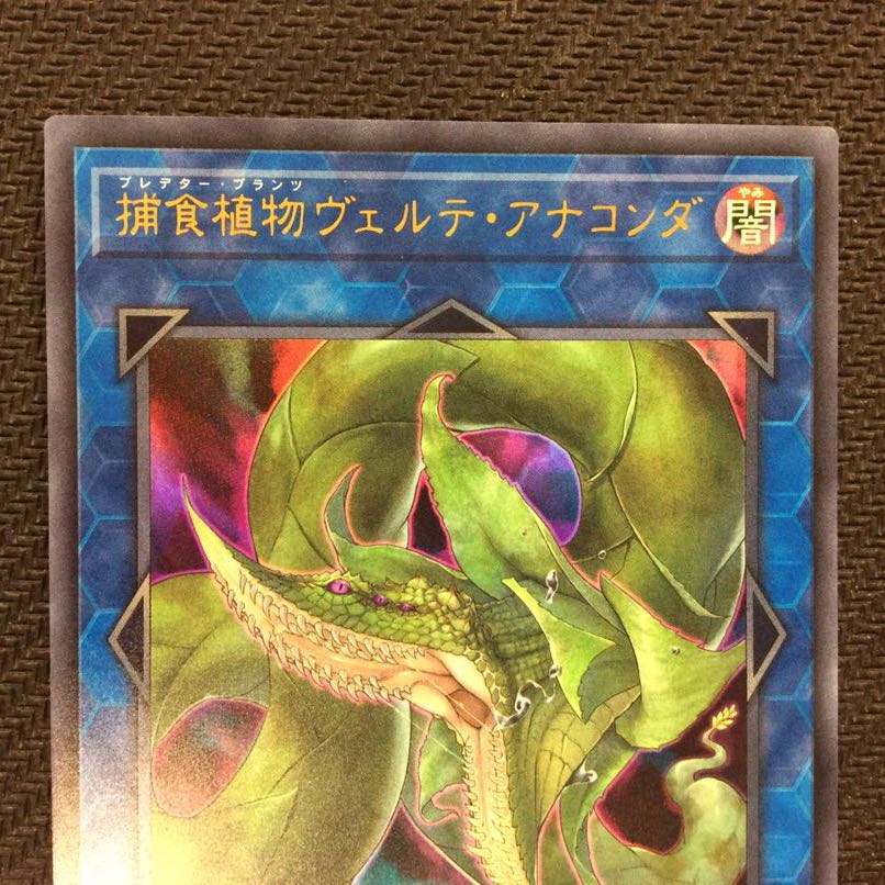 (微キズ)捕食植物ヴェルテ・アナコンダ ウルトラレア