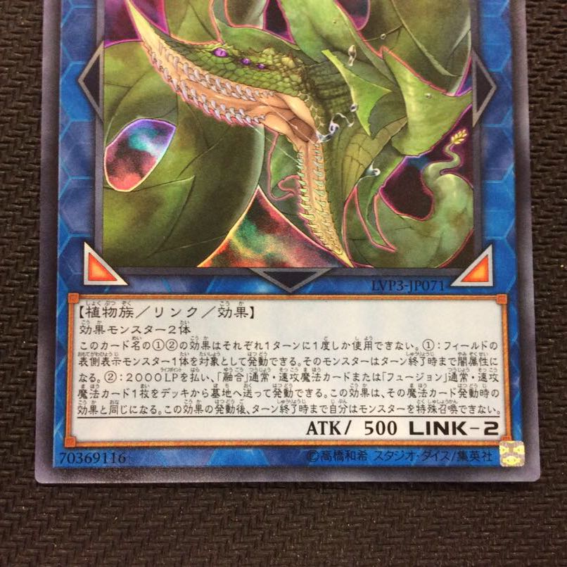 (微キズ)捕食植物ヴェルテ・アナコンダ ウルトラレア