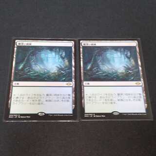 霧深い雨林2枚セット