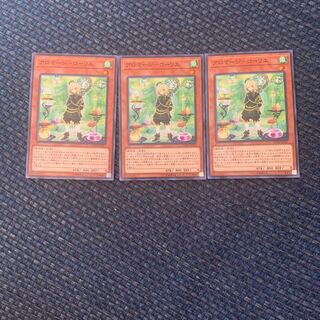 Aromage - Laurier Normal