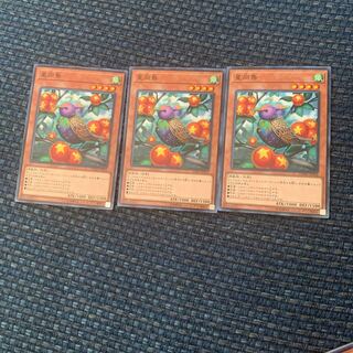 Star Staring Starling Normal