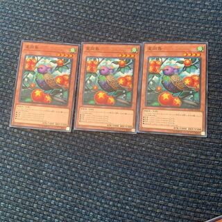 Star Staring Starling