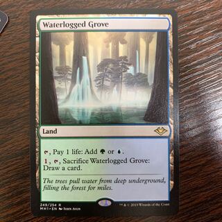 Waterlogged Grove / 冠水樹林帯