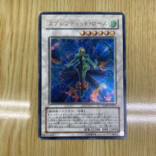 Splendid Rose Ultimate Rare