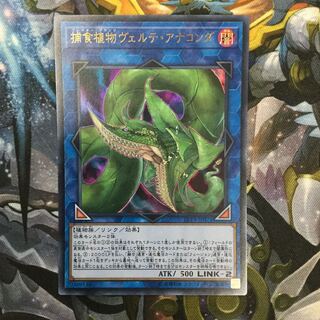 捕食植物ヴェルテ・アナコンダ ウルトラレア【06301-37】