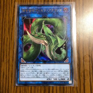 捕食植物ヴェルテ・アナコンダ ウルトラレア