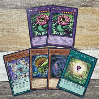 Predaplant Chimerafflesia Rare