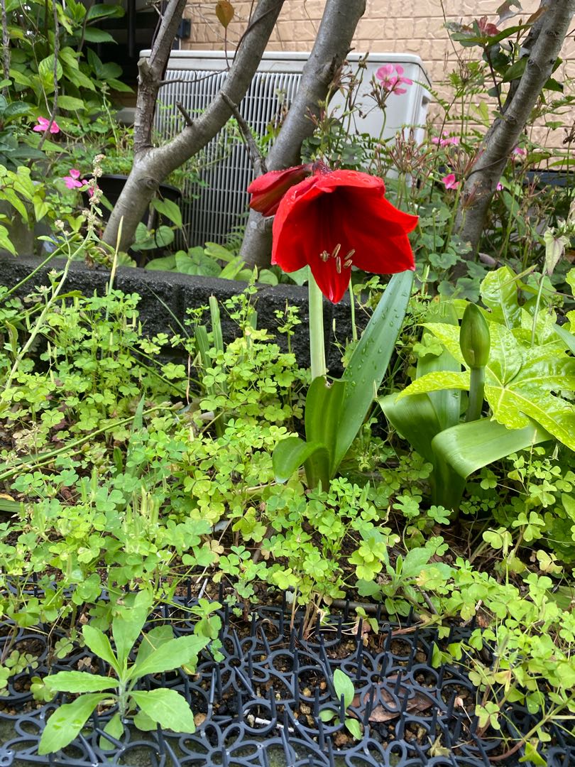 チャス君さん専用になります