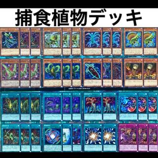 遊戯王 捕食植物 デッキ スリーブ付 プレデタープランツ ヴェルテアナコンダ