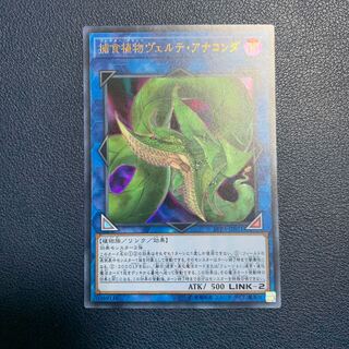 捕食植物ヴェルテ・アナコンダ ウルトラレア