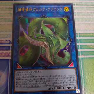 捕食植物ヴェルテ・アナコンダ ウルトラレア