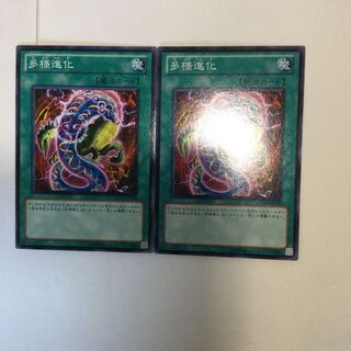 多様進化　２枚