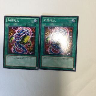 多様進化　２枚