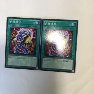 多様進化　２枚