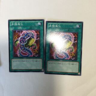 多様進化　２枚