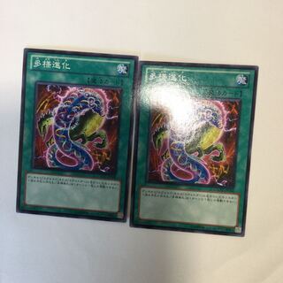 多様進化　２枚