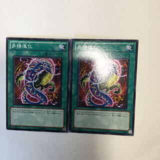 多様進化　２枚