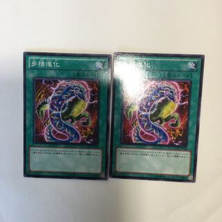 多様進化　２枚