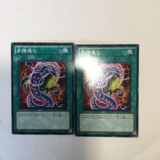 多様進化　２枚