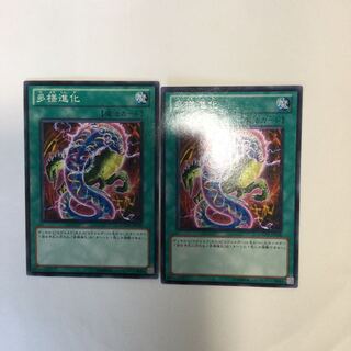 多様進化　２枚