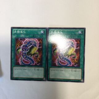 多様進化　２枚