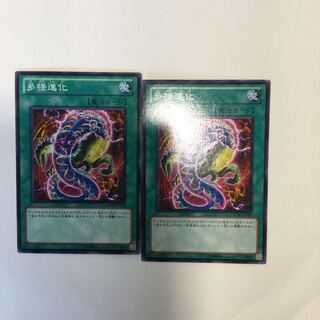 多様進化　２枚