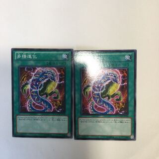 多様進化　２枚