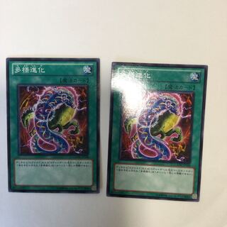 多様進化　２枚