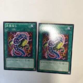 多様進化　２枚