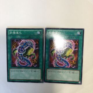 多様進化　２枚