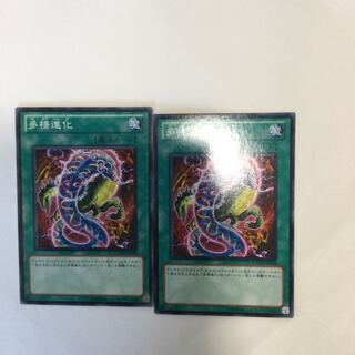 多様進化　２枚