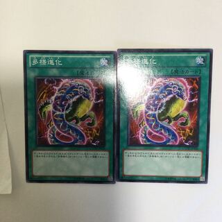 多様進化　２枚