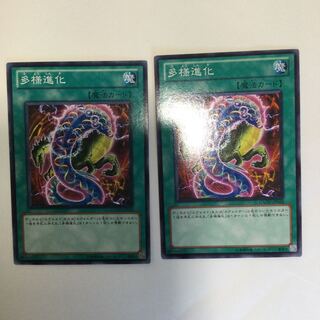 多様進化　２枚