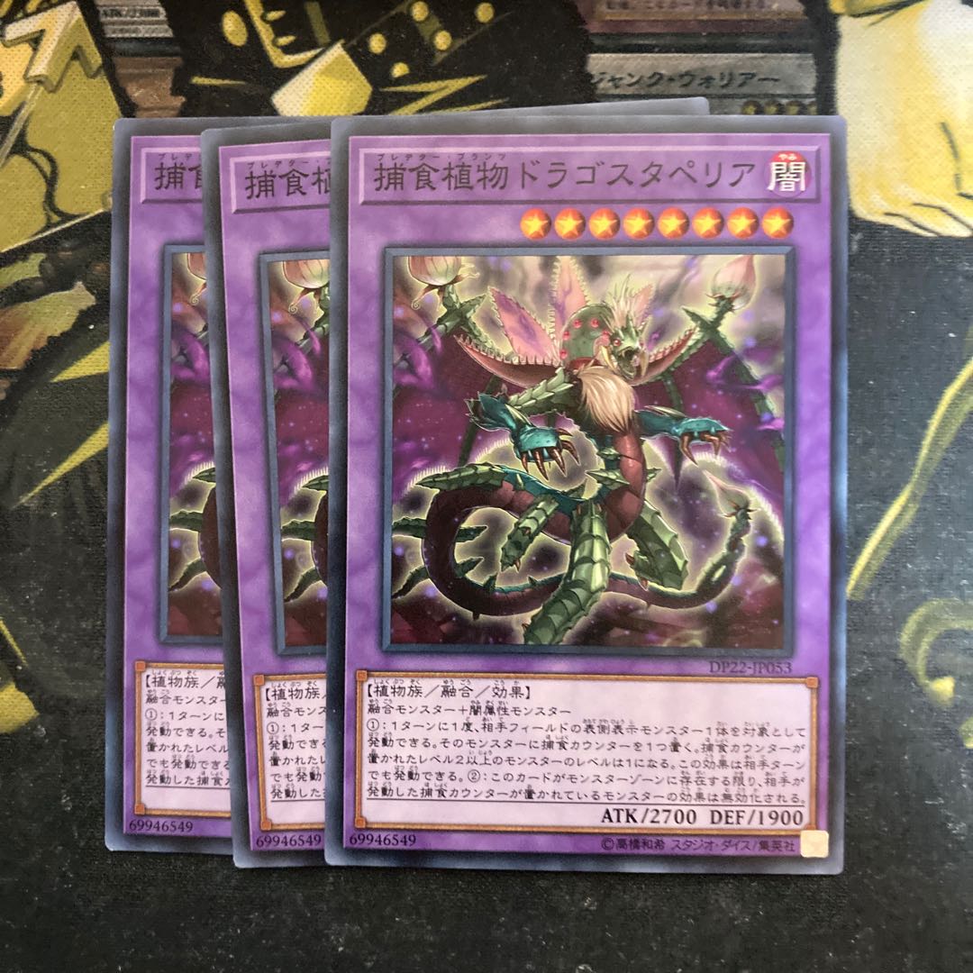 マドレース5630捕食植物ドラゴスタペリア ノーマル