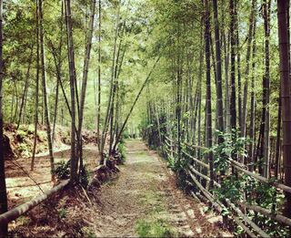 りょー様専用 1枚