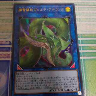 捕食植物ヴェルテ・アナコンダ ウルトラレア