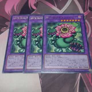 Predaplant Chimerafflesia Rare, 3 pieces