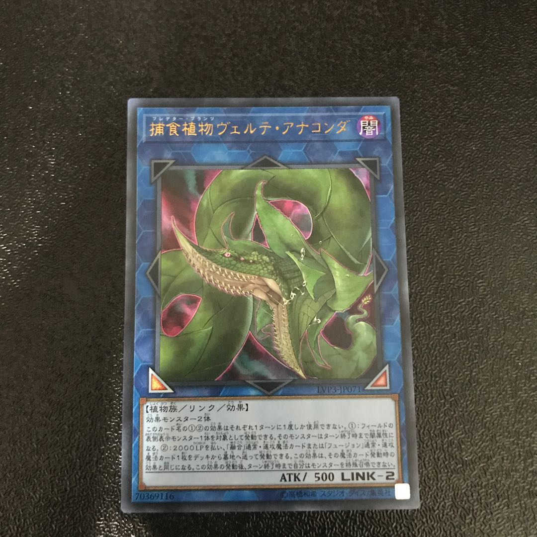 捕食植物ヴェルテ・アナコンダ ウルトラレア