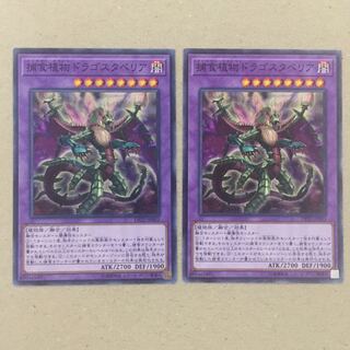 捕食植物ドラゴスタペリア