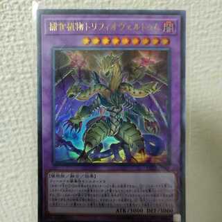 捕食植物トリフィオヴェルトゥム ウルトラレア